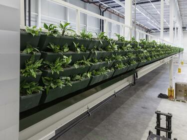 Plantas creciendo en un almacén